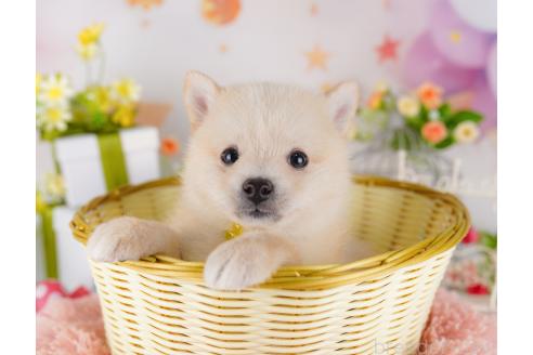 成約済の千葉県のミックス犬-382891の3枚目